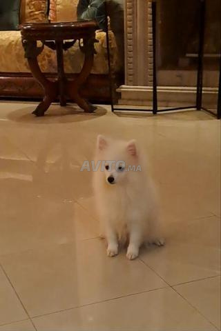 كلب سبيتز بوميرانيان قزم أصيل