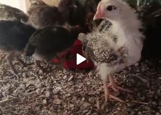 Poussin de 21 jours au prix de 12 dirhams, ville de Sidi Yahya El Gherb