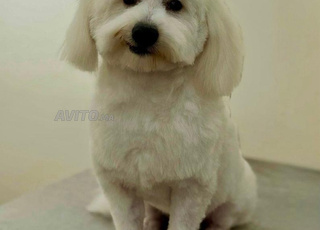 Adorable bichon havanais à vendre – 6 moi