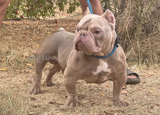 American Bully Micro Pedigree