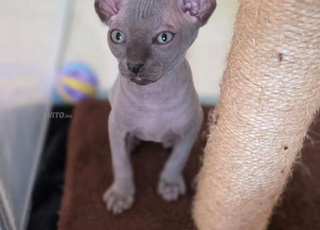قط Sphynx ذكر وأنثى متاح