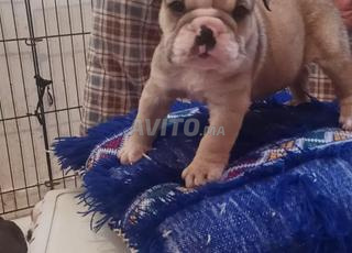 بولدوج إنجليزي