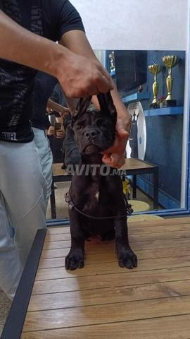Mâle cane Corso noir pedigree