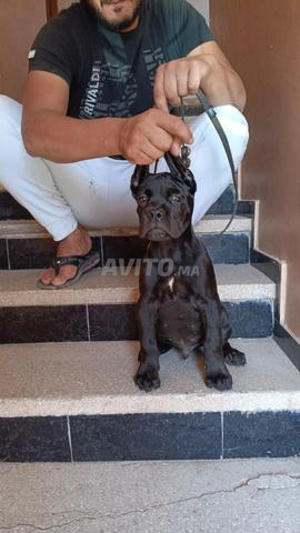 Mâle cane Corso noir pedigree - 2