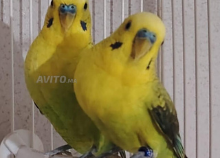 بيروش جناح أسود