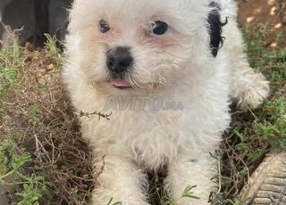 بيشون مالطي