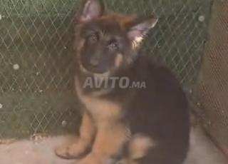 جرو أنثى شعر طويل ذو نسب