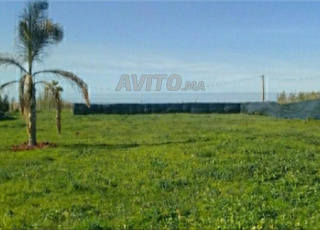 À vendre terrain agricole titré 2500m à Skhirat