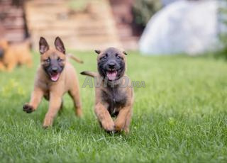 جراء مالينو مطعمة