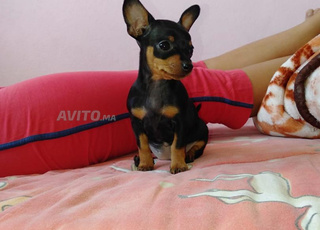 Pinscher nain pure race