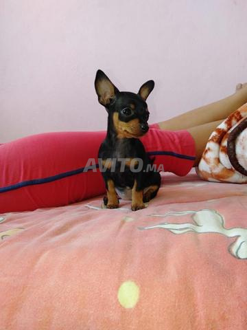 كلب بينشر قزم أصيل