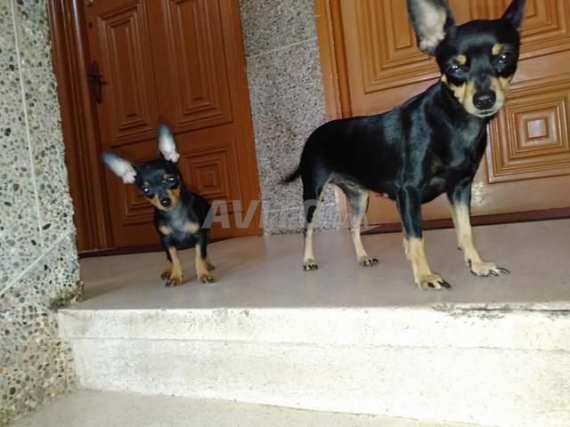 كلب بينشر قزم أصيل - 2