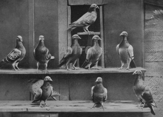 Pigeon voyageur