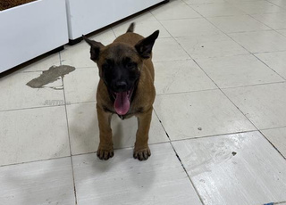 chiot malinois