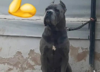 2 كانيكورسو للبيع