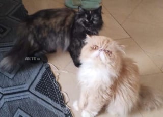 شقة للبيع 1 متر مربع في الدار البيضاء