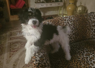 chiot bichon havanais 3 mois