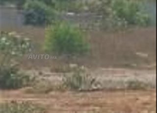 Terrain titré 513m² Les orangers