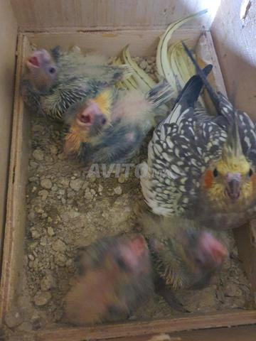 Oisillons calopsitte bébé cockatiel 4 - 2