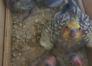 Oisillons calopsitte bébé cockatiel 4
