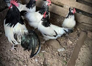 دجاج الزينة ملكي عمر شهرين