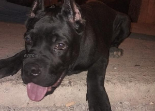 cane corso