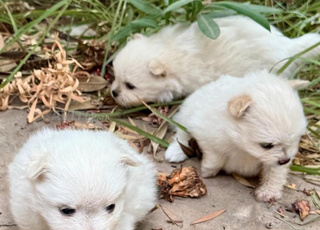 Magnifique spitz nain po