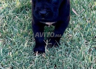Cani corso portée de champion