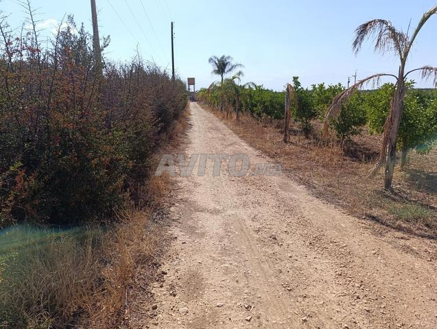 Vente ferme 10 ha Sidi Jebeur Béni Mellal