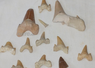 أسنان قرش قديمة