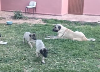 كلاب كنغال تركية أصيلة