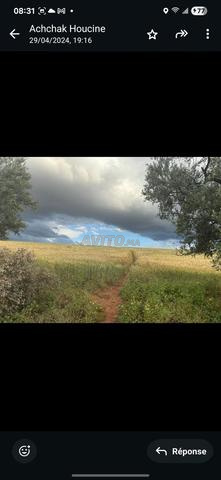 مزرعة جميلة جدا 95 هكتار محفظة