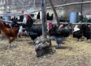 بيض خليط السلالات المخصب