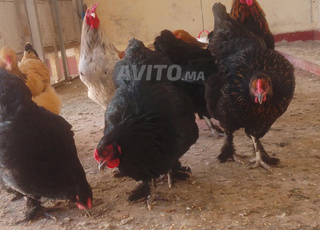 بيض براهما مخصم للبيع