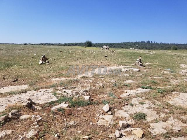 أرض للبيع - أرض فلاحية للبيع قرب افران - 2