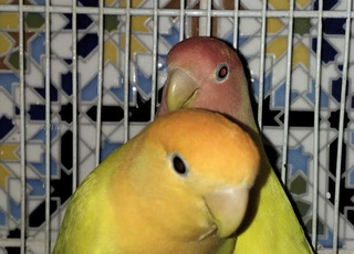 Inséparables rose avec leurs cages