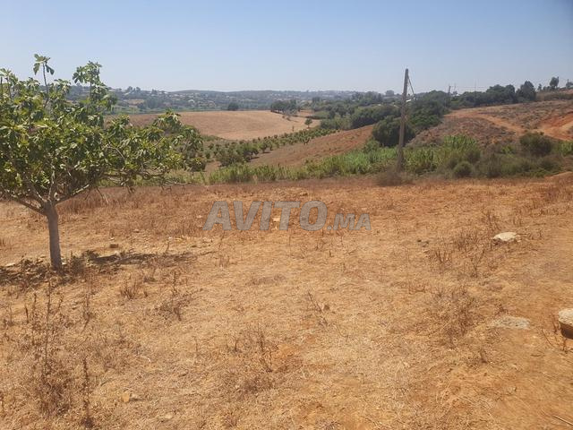 Terrain titré à vendre à proximité d'hasilah - 2