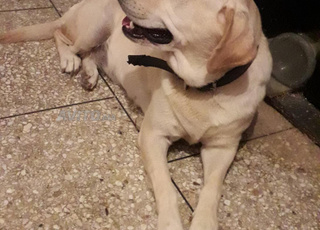 Labrador femelle 2 ans