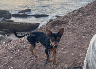 Chien pinscher