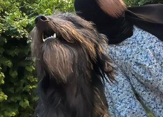 Caniche femelle à vendre à un prix très raisonnable