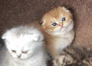 Scottish Fold & British