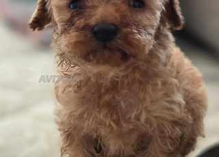 Chiot Caniche Toy femelle pedigree