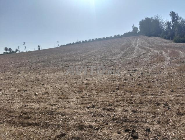 أرض للبيع في المنزه بثمن 1300 بها 2 هكتارات