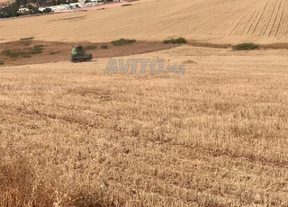 Vente terrain agricole titré à Maaziz