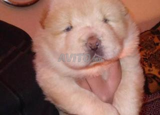 chow-chow blanc male chiot