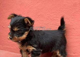 جراء يوركشاير