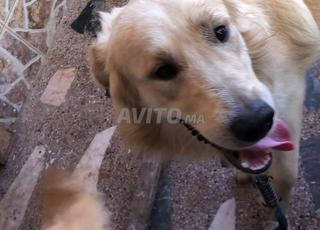 Golden retriever
