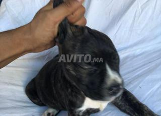 كلب بولّي أمريكي XXL