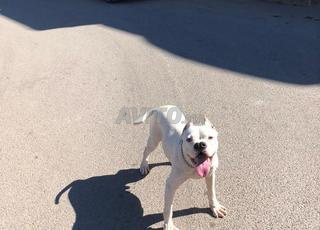 كلب أرجنتيني