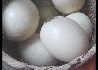بيض النعام مخصب للبيع و فراخ النعام